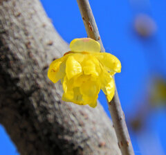 蠟梅（ロウバイ）が開花　６