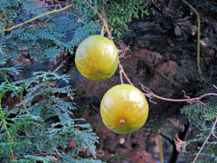 黄烏瓜 (きからすうり)実 3