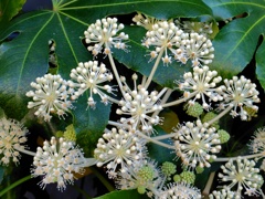 八手の花（やつでのはな）２