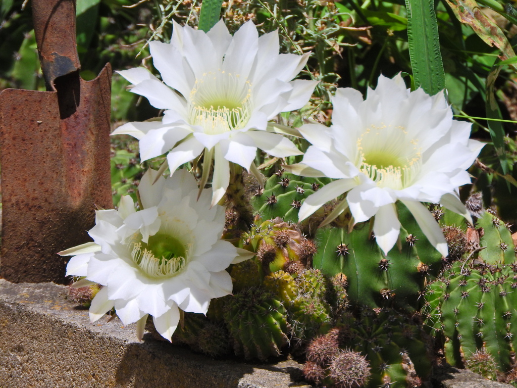 サボテンの花　１