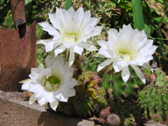 サボテンの花　１
