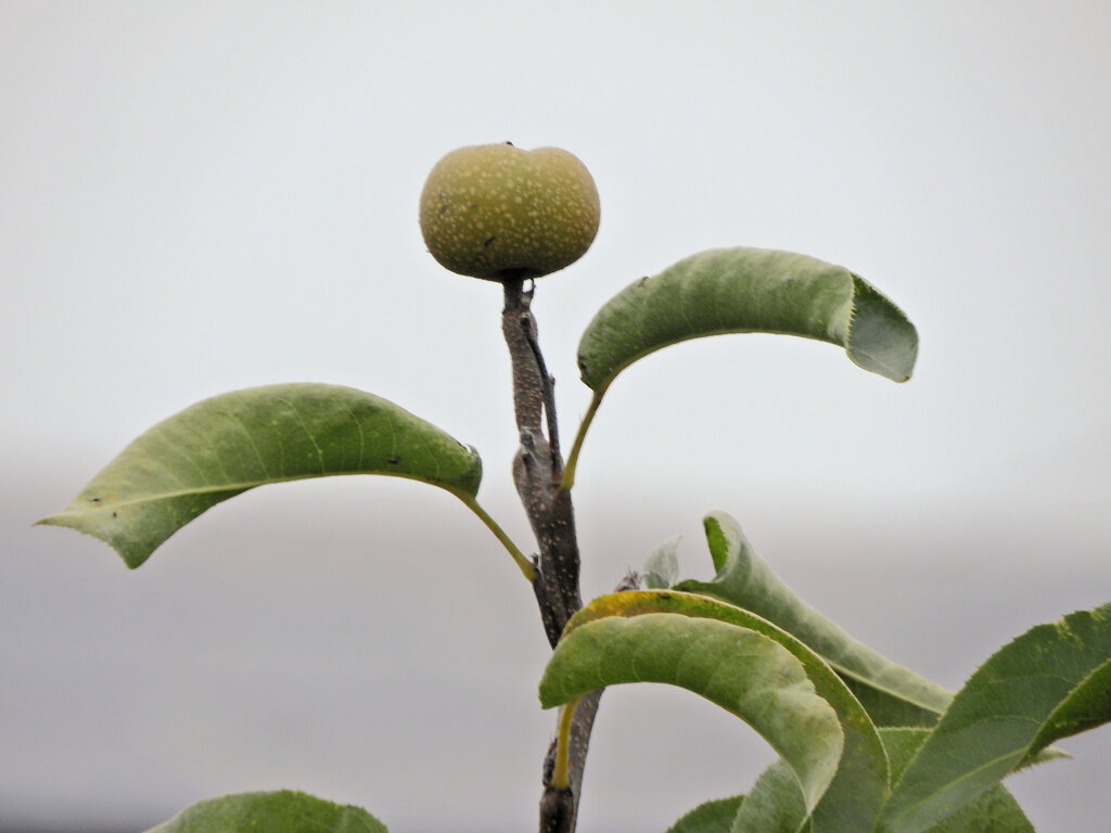 秋に咲く梨の花・収穫後の小さい梨の実　１