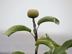 秋に咲く梨の花・収穫後の小さい梨の実　１