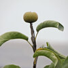 秋に咲く梨の花・収穫後の小さい梨の実　１