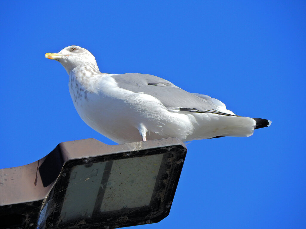 今年も来たーセグロカモメ　さん　1/2
