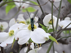 花水木にアオスジアゲハ　５