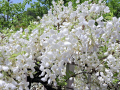 藤の花　白花　５