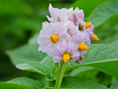 近所の畑のジャガイモの花　３