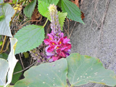 葛（クズ）の花　４