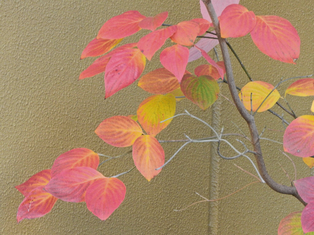 ヤマボウシの紅葉　４
