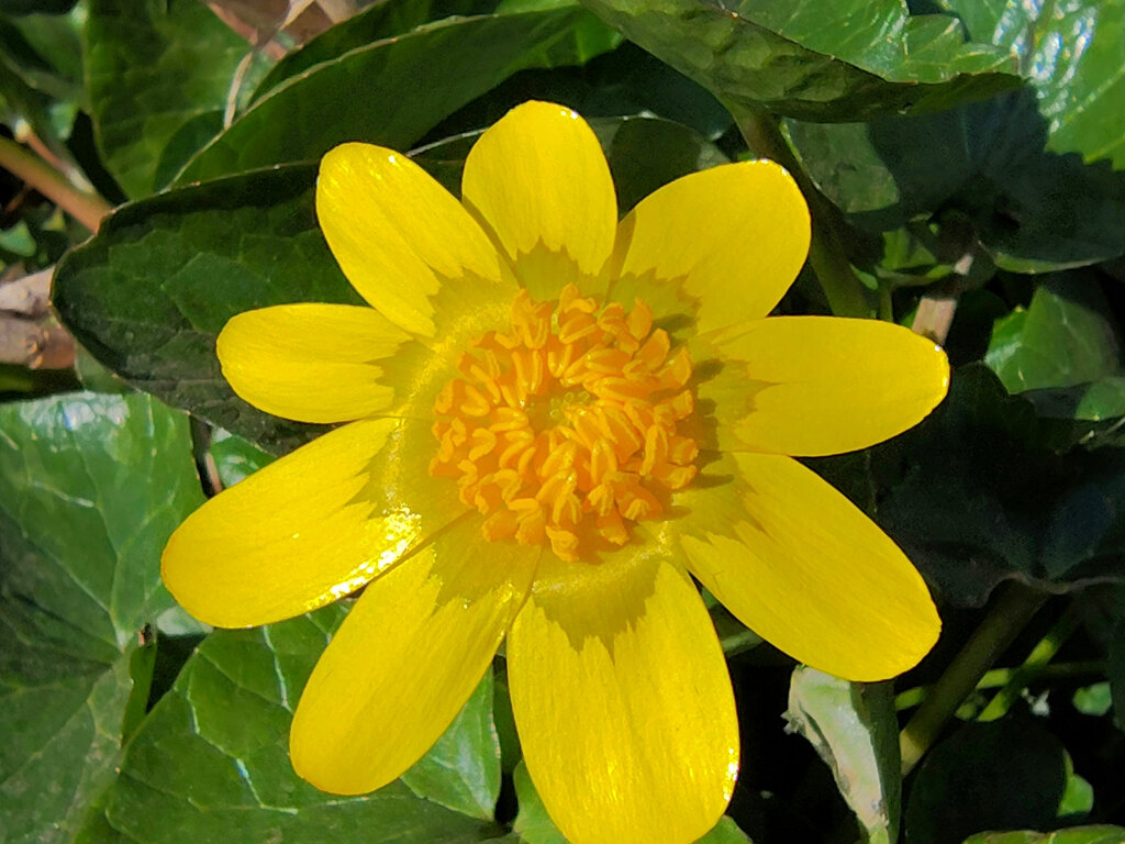 ヒメリュウキンカ（姫立金花）６