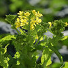 菜の花　開花　３