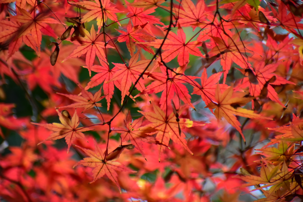 紅葉　３