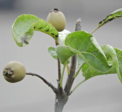 秋に咲く梨の花・収穫後の小さい梨の実　３
