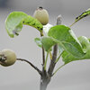 秋に咲く梨の花・収穫後の小さい梨の実　３