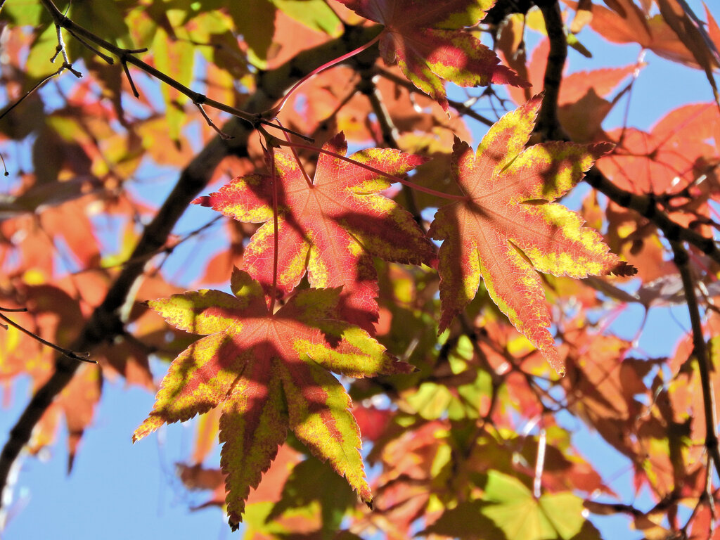 近所のお寺で　紅葉　２