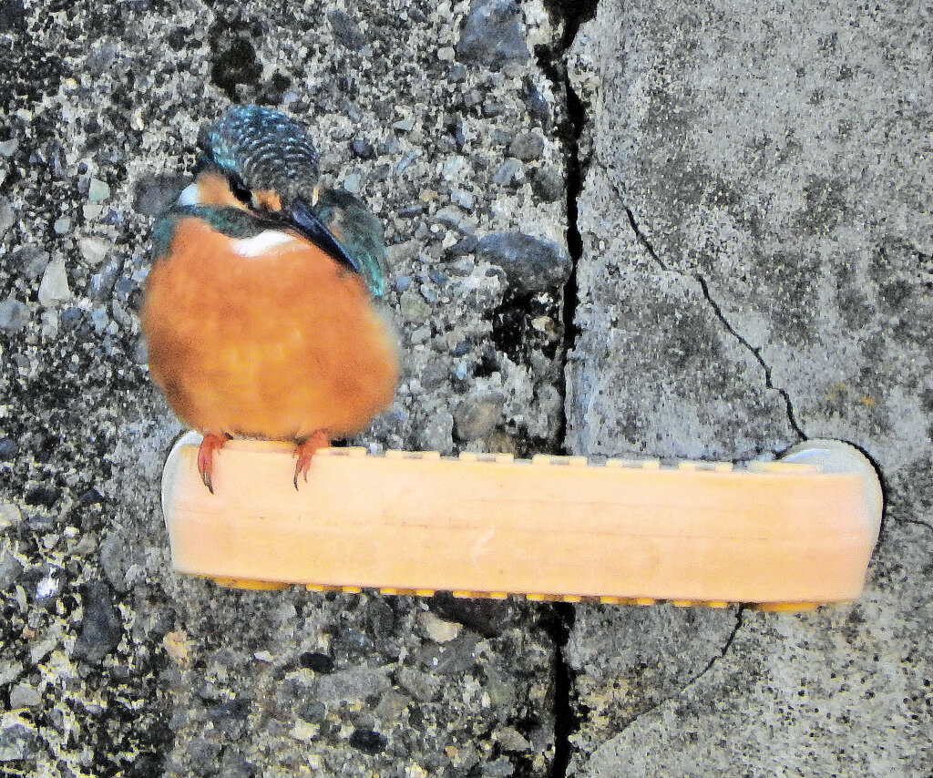 今日の　カワセミ　さん　１