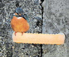 今日の　カワセミ　さん　１