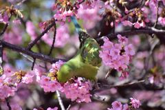 河津桜を喰い散らす　ワカケホンセイインコ　③