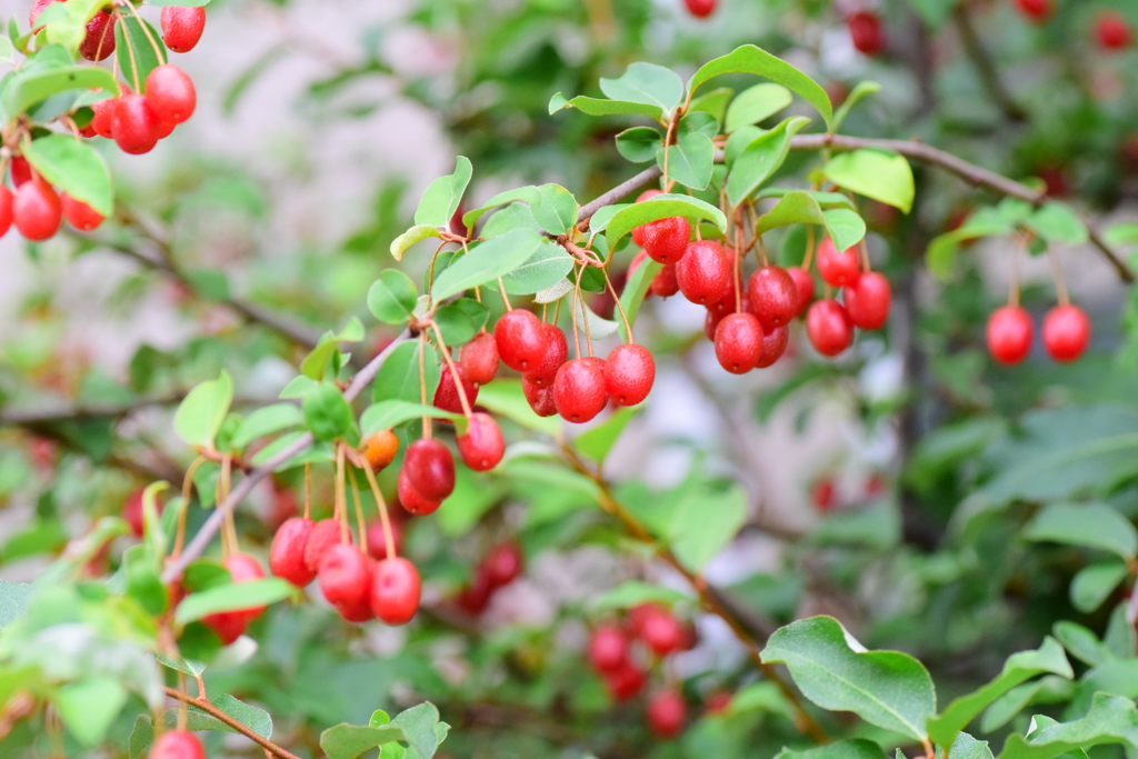 鈴なり夏茱萸（ナツグミ）⑩