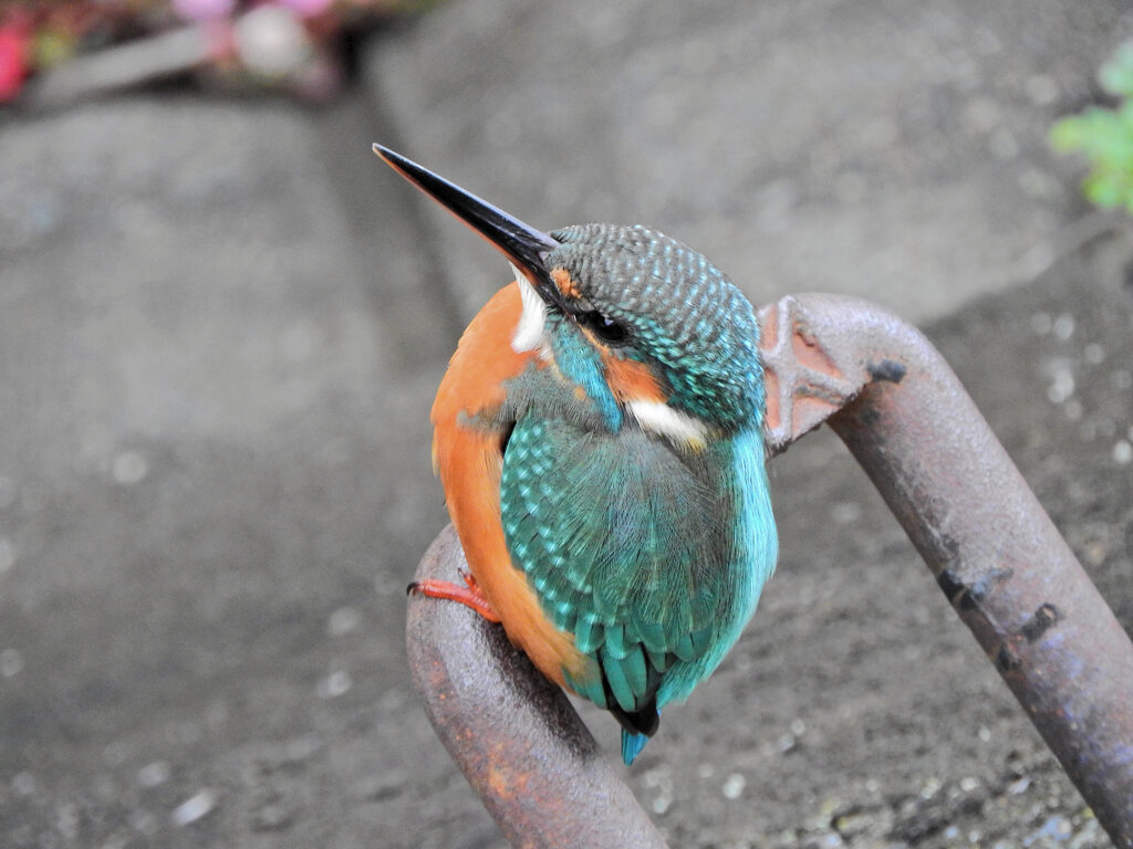 昨日のカワセミ　さん　３