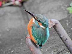 昨日のカワセミ　さん　３