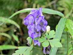 里山でヤマトリカブト　５