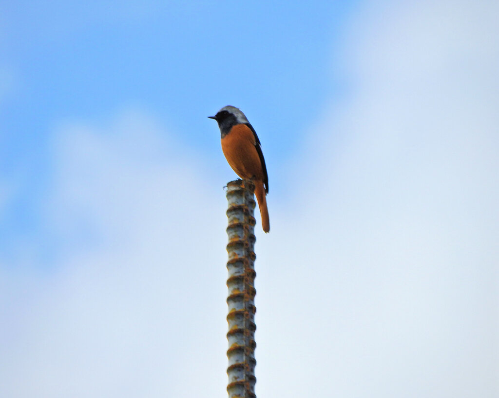 ジョウビタキ♂　１