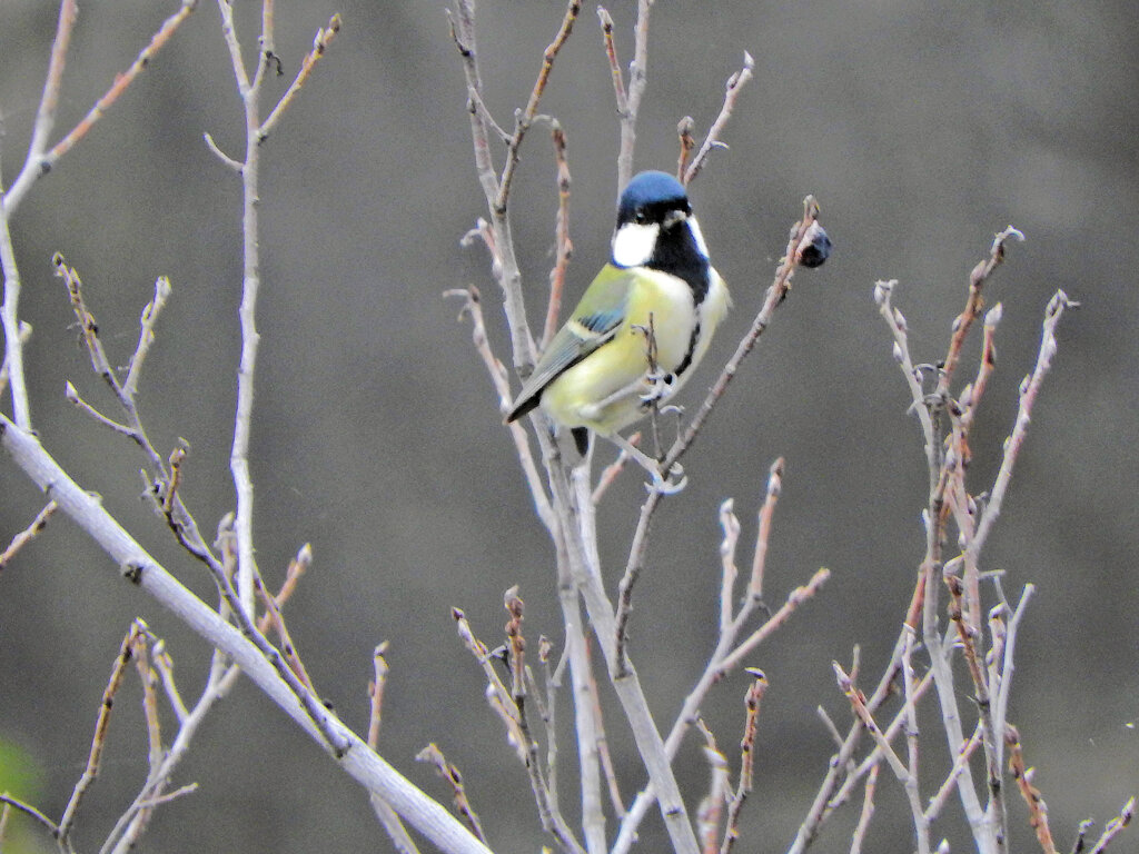 四十雀さん　３