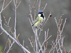 四十雀さん　３