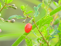 枸杞 （くこ）４