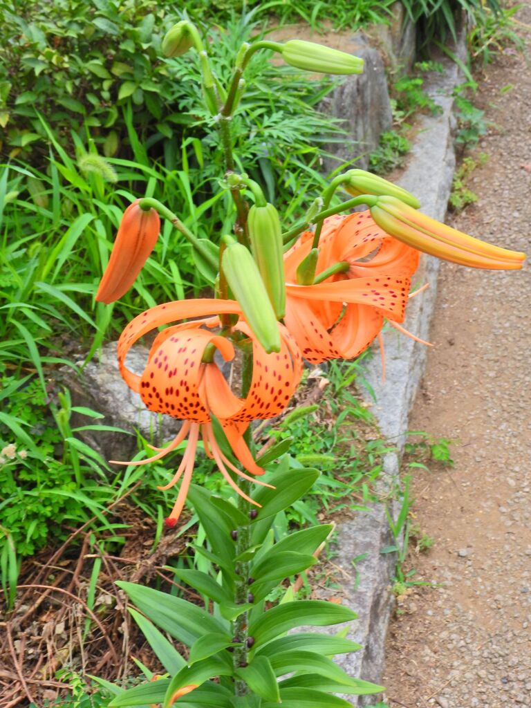 鬼百合　２
