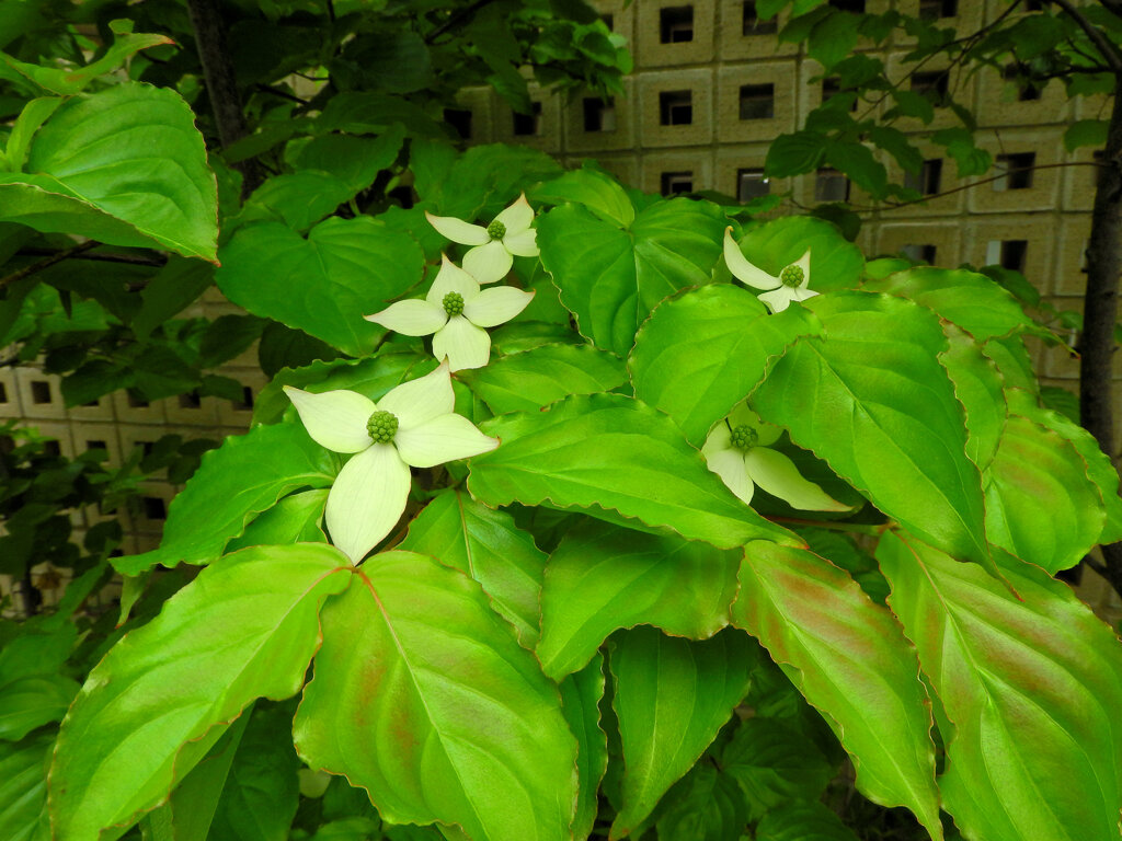 ヤマボウシ（山法師）　開花　４