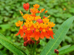 唐綿 （とうわた）   （アスクレピアス）５