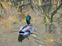 マガモ　さん　１