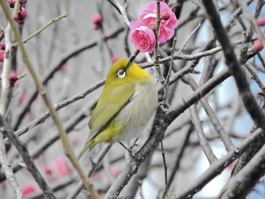 ウメジロー　④