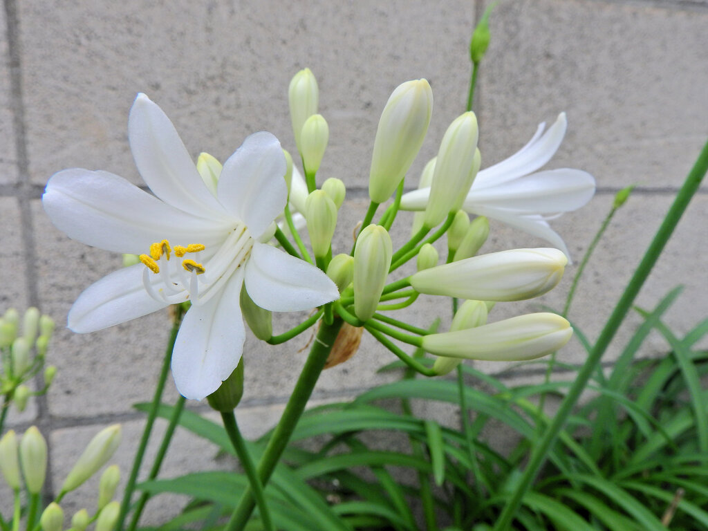アガパンサス　白花　１０