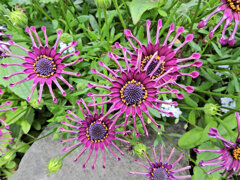 オステオスペルマム・ニンジャ　２