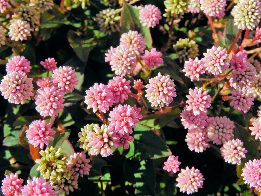 姫蔓蕎麦 （ひめつるそば）（ポリゴナム）１