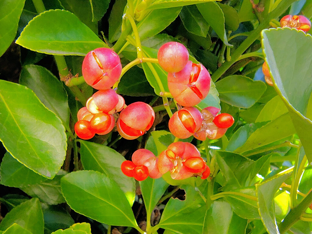 柾 （まさき）の実　２