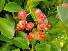 柾 （まさき）の実　２