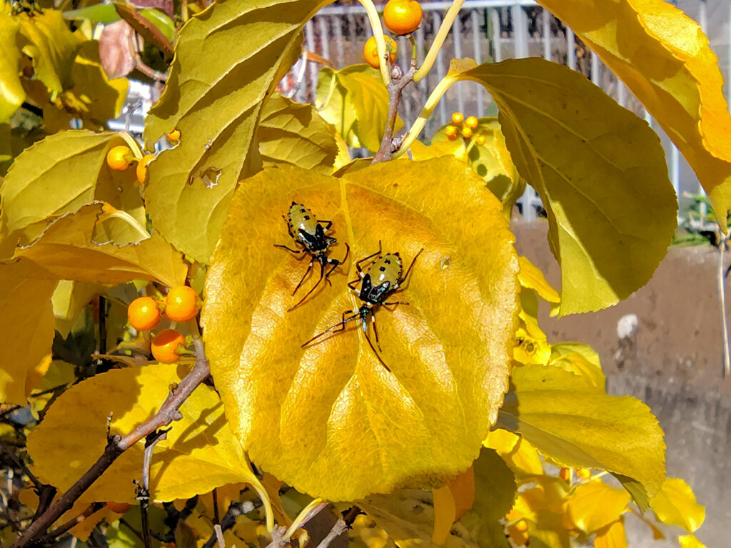 キバラヘリカメムシ「幼虫」２