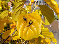 キバラヘリカメムシ「幼虫」２