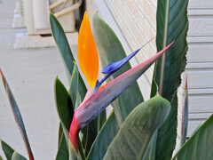 極楽鳥花 （ごくらくちょうか）（ストレリチア）３