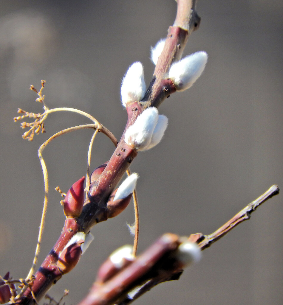 猫柳（ネコヤナギ）１