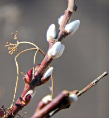 猫柳（ネコヤナギ）１