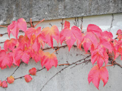 蔦なるもの・・・２