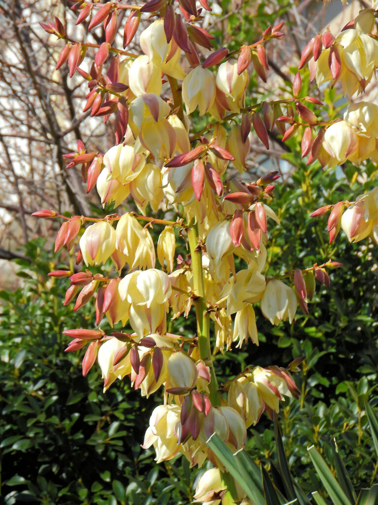 ユッカ蘭 （ユッカらん）（厚葉君が代蘭） あつばきみがよらん　２