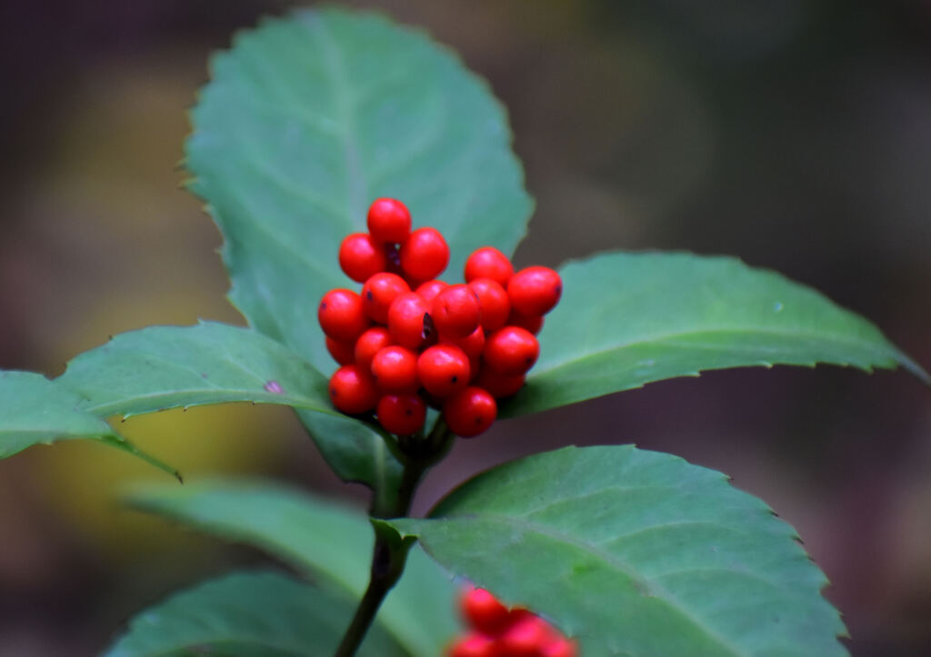 センリョウ（千両）1/2