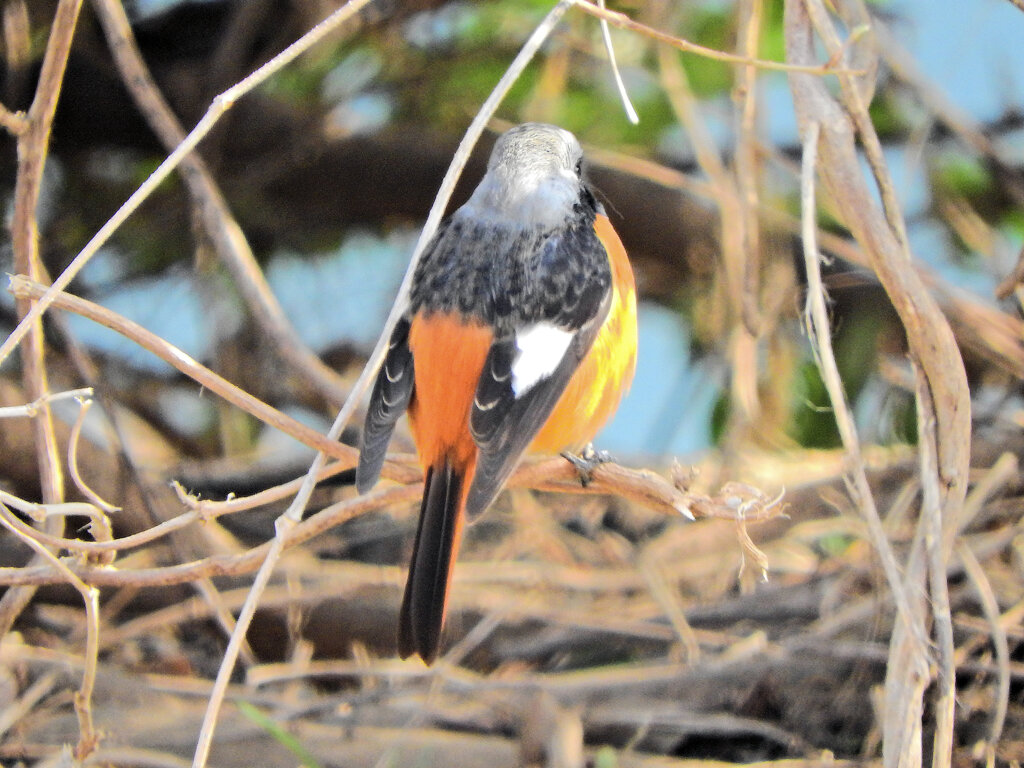 ジョビ男　と遊んだ　４